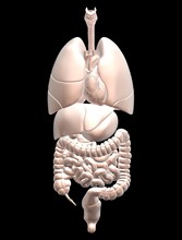 Biomedical illustration showing human internal organs . 
Photo: Calysta Images