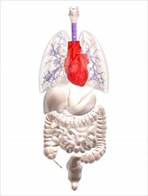Biomedical illustration showing human internal organs with heart indicated in red. 
Photo :