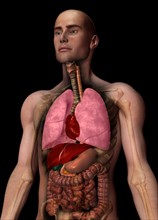Digitally generated image of inner human organs. 
Photo: Calysta Images