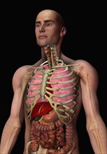 Digitally generated image of inner human organs. 
Photo : Calysta Images