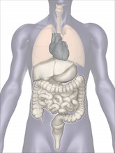 Digitally generated image of inner human organs. 
Photo : Calysta Images