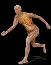 Digitally generated image of running human representation with inner human muscle visible. 
Photo