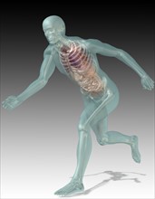 Digitally generated image of running human representation with inner human organs visible. 
Photo