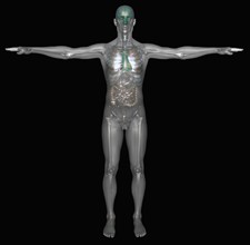 Digitally generated image of standing human representation with inner human organs visible. 
Photo