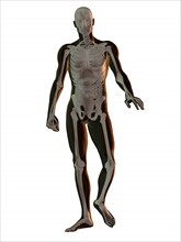 Digitally generated image of walking human representation with human skeleton visible. 
Photo :