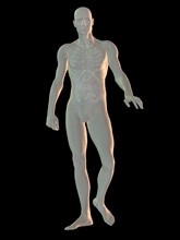 Digitally generated image of walking human representation with inner human organs visible. 
Photo:
