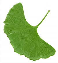 Studio shot of flower ginkgo leaf. 
Photo: Calysta Images