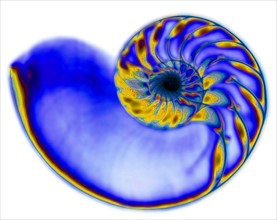Studio shot of nautilus shell in x-ray. 
Photo: Calysta Images