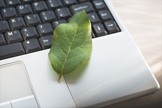 Green leaf on laptop.