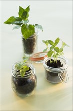 Studio shot of seedlings in jars.