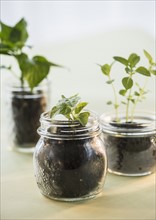 Studio shot of seedlings in jars.