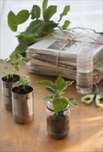 Stack of old newspapers and seedlings in jar and cans.