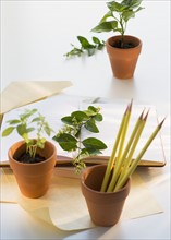 Potted plants, notebook and pencils in flower pot.