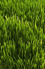Close-up of green grass.