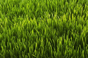 Close-up of green grass.