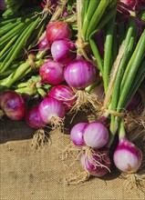 Fresh red onions in bunches.