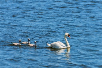 Female swan and chicks swimming in lake.