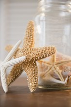 Studio Shot of dried starfish. Photo : Jamie Grill