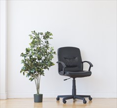 Studio shot of potted plant and office chair. Photo: Daniel Grill