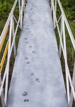 Pawprints on boardwalk. Photo : Daniel Grill