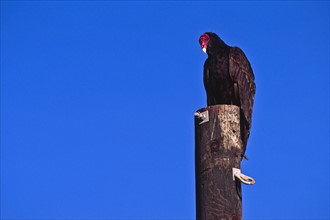 Mexico, Turkey Vulture perching on pole. Photo: DKAR Images