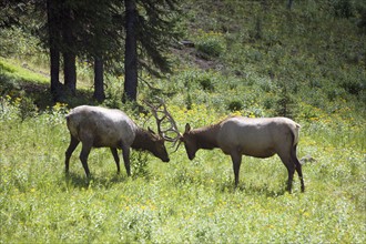 USA, Colorado, Rocky Mountains National Park, Two stags fighting. Photo: Mark de Leeuw