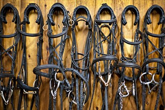 Bridles hanging in stable. Photo: Elena Elisseeva