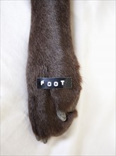 Dog's paw with text 'foot' on it. Photo: Jessica Peterson