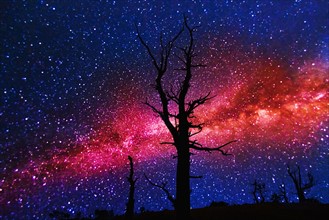 Silhouettes of dead trees against Milky Way.