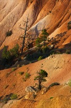 Trees growing on steep cliff.