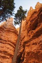 Navajo Loop Trail, Tall Douglas Fir trees .