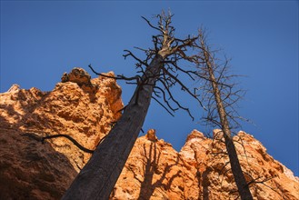 Navajo Loop Trail, Tall dead trees and rocks against clear sky.