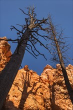 Navajo Loop Trail, Tall dead trees and rocks against clear sky.