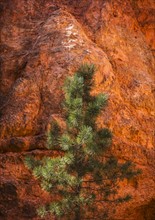 Navajo Loop Trail, Pine tree and rock.