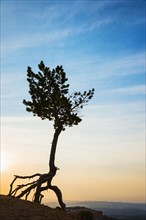 Silhouette of Ponderosa Pine.