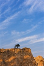Ponderosa Pine at the edge of cliff.