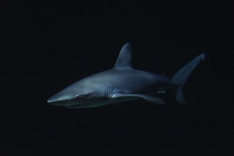 Shark in dark water.