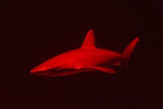 Red shark in dark water.