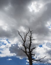 Dead tree against clouds.