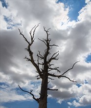 Dead tree against clouds.