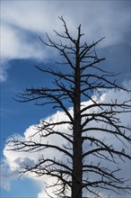 Dead tree against cloudy sky.
