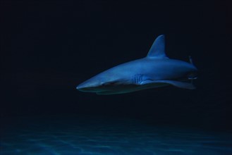 Underwater view of shark in sea.