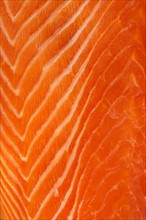 Close up of raw salmon meat, studio shot.