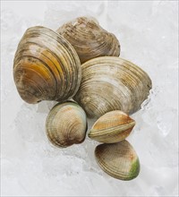 Close up of clams, studio shot.