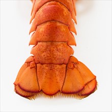 Close up of lobster's tail, studio shot.