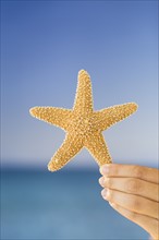 Close up of woman's hand holding starfish.