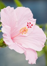 Close-up of pink hibiscus. Photo : Jamie Grill