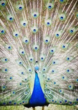 Portrait of peacock. Photo : Jamie Grill