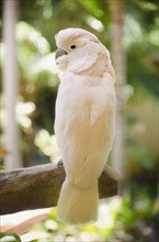 White parrot. Photo : Jamie Grill