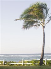 Palm tree on beach . Photo : Jamie Grill